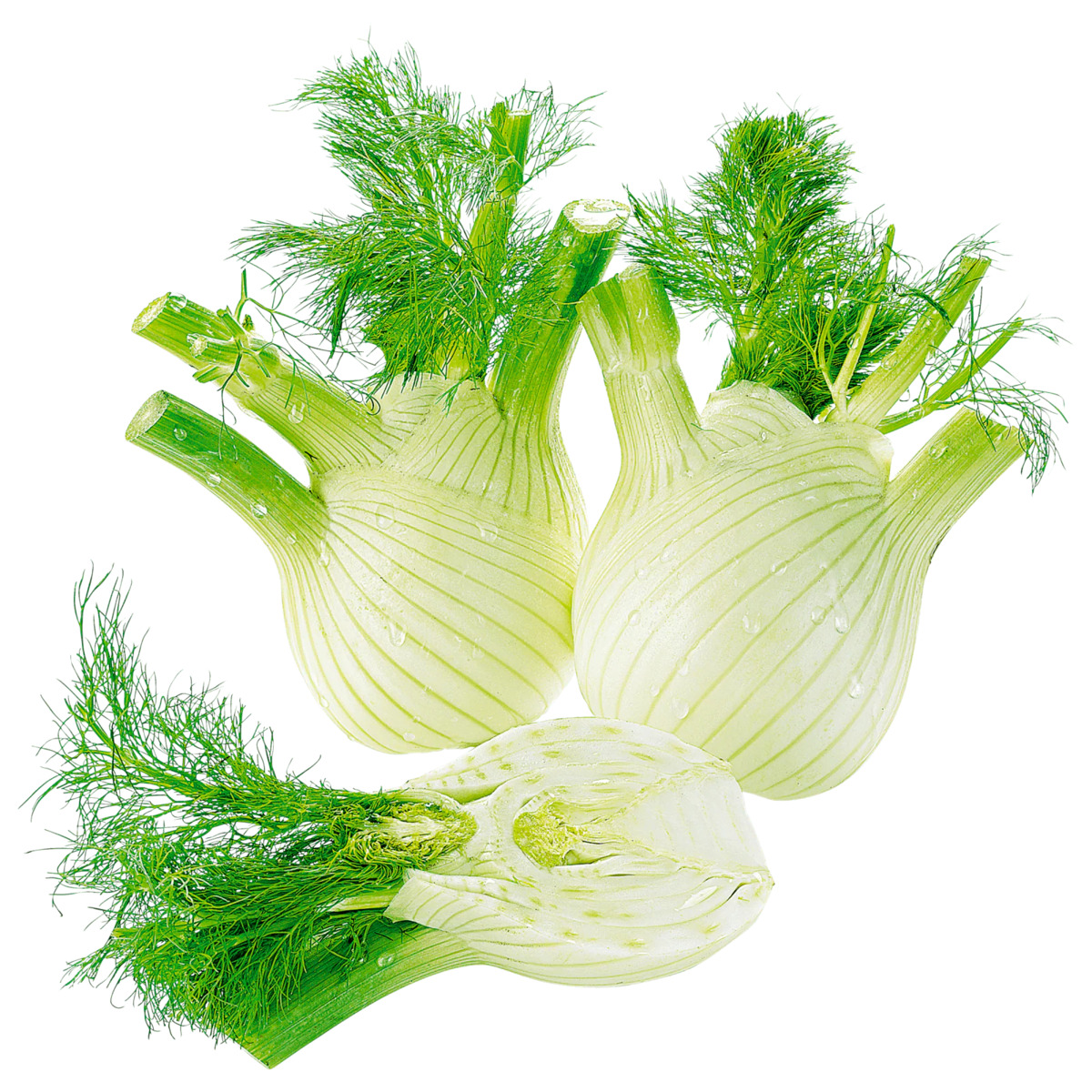 Bild 1 von Bio Fenchel ca. 250g