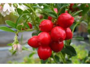 AMO Preiselbeere 'Red Pearl', 3 Pflanzen