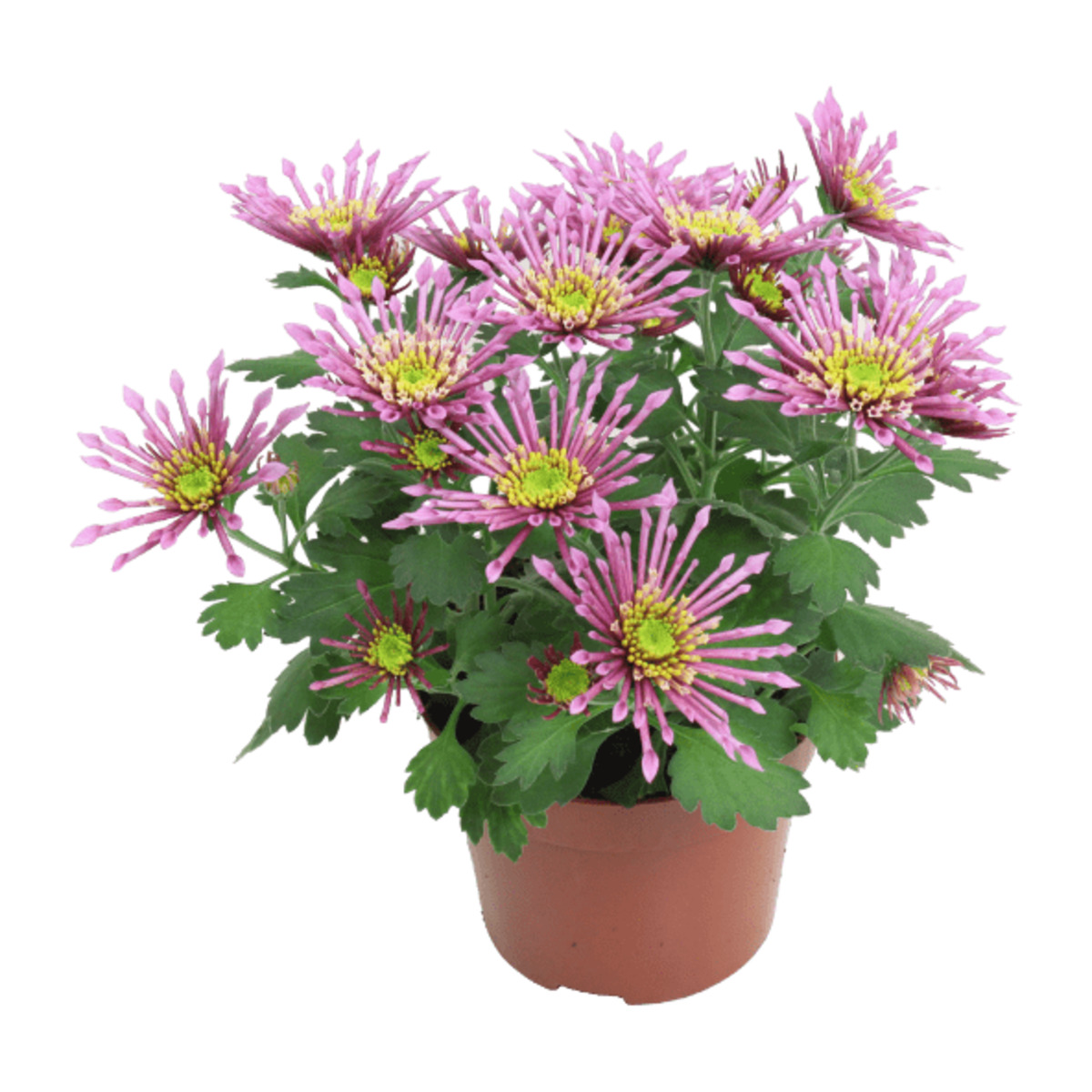 Bild 2 von GARDENLINE Chrysanthemen