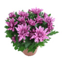 Bild 3 von GARDENLINE Chrysanthemen