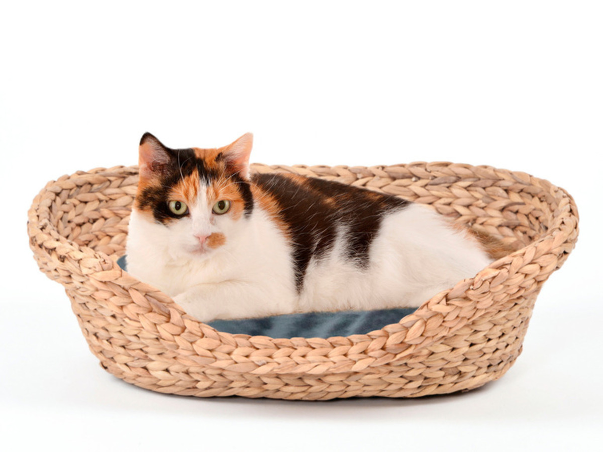 Bild 3 von SILVIO design Tierbett »Romy 1«, mit Liegekissen