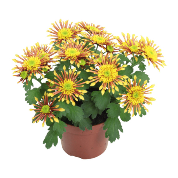 GARDENLINE Chrysanthemen von ALDI Nord ansehen!