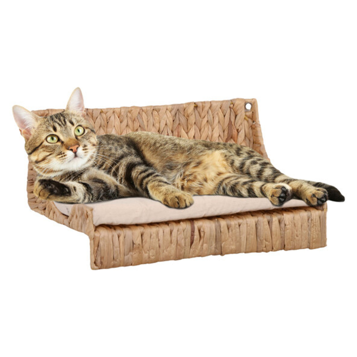 Bild 1 von Kletteretage Wasserhyazinthe