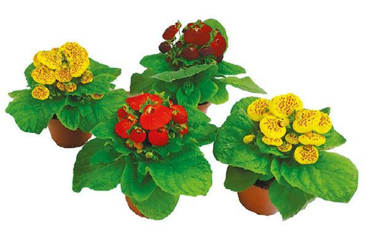 Bild 1 von Calceolaria „Pantoffelblume“