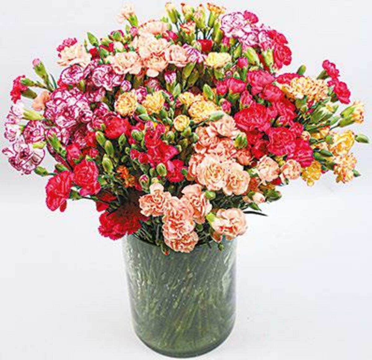 Bild 1 von Spraynelken