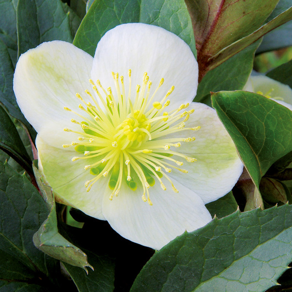 Bild 2 von Schneerose "Helleborus"