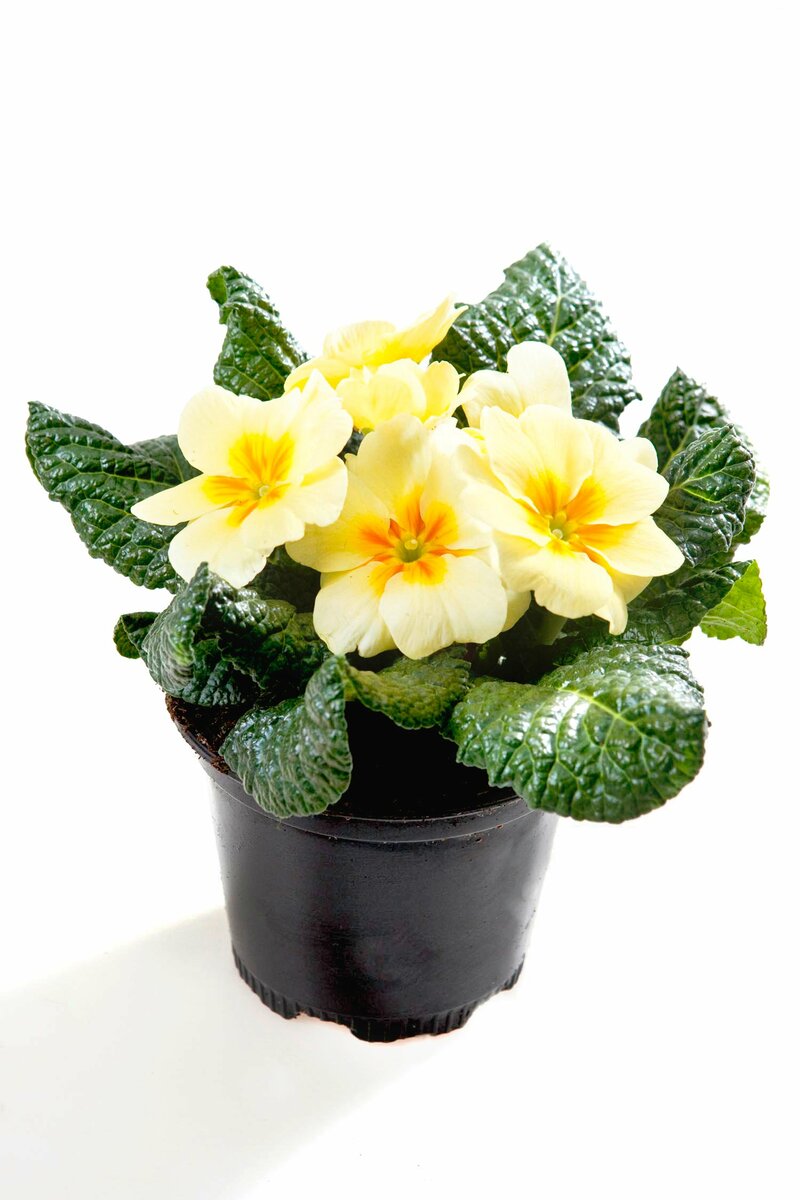 Bild 1 von Primeln versch. Farben