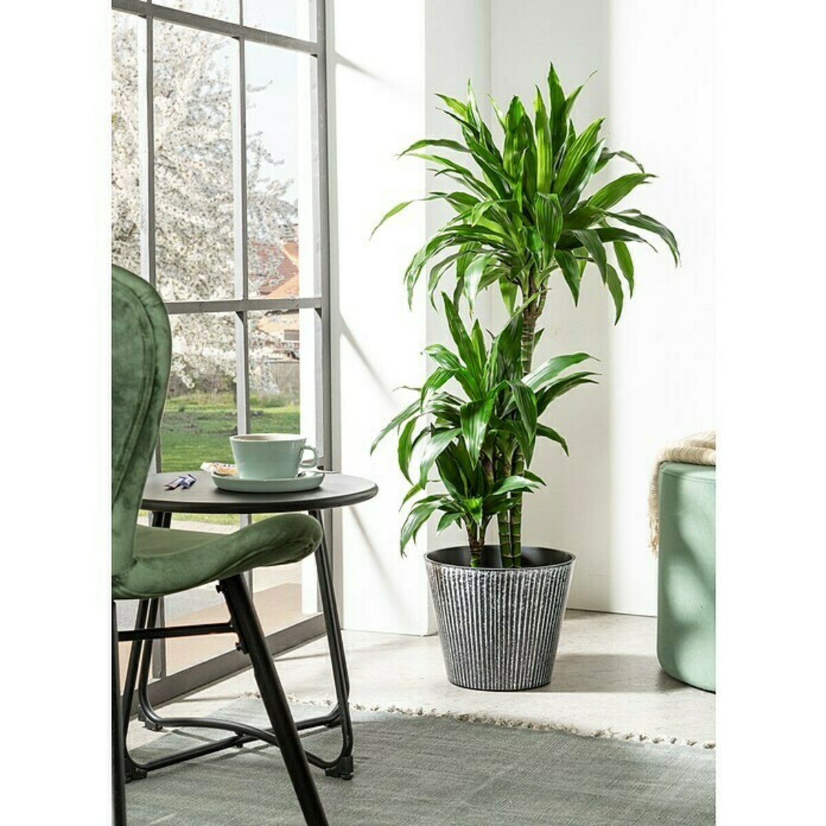 Bild 2 von Scheurich Übertopf rund Purista