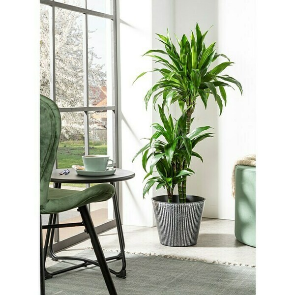 Bild 2 von Scheurich Übertopf rund Purista