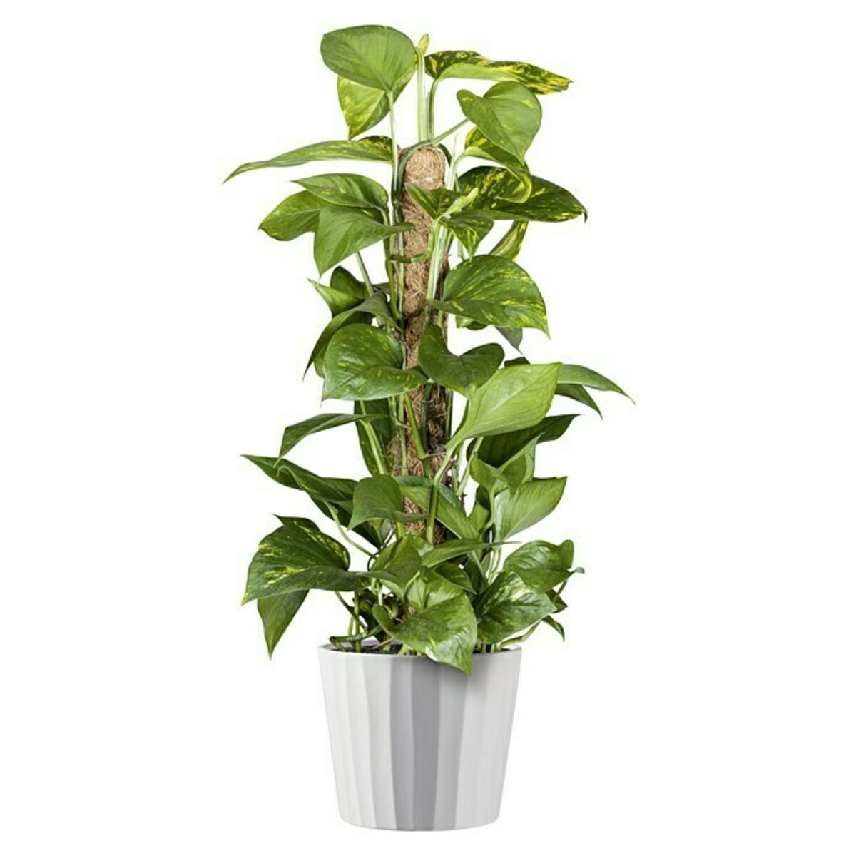 Bild 2 von Soendgen Keramik Übertopf rund Umea Pure