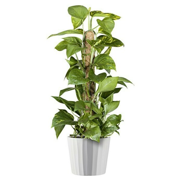 Bild 2 von Soendgen Keramik Übertopf rund Umea Pure