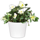 Bild 1 von Schneerose "Helleborus"