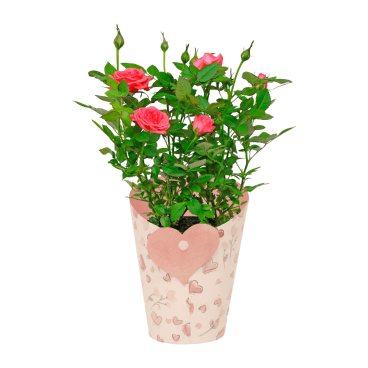 Bild 4 von GARDENLINE Rosen in Dekobecher