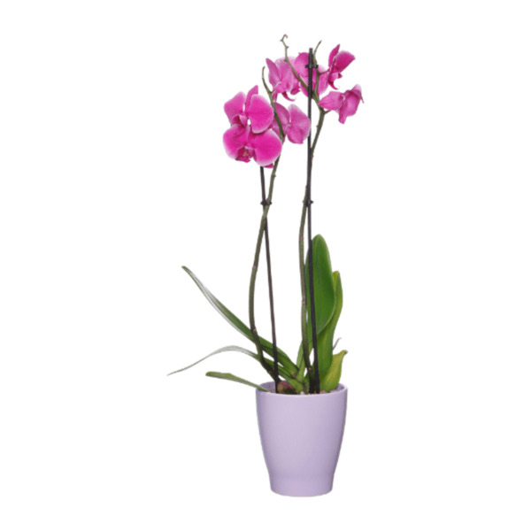 Bild 4 von GARDENLINE Phalaenopsis
