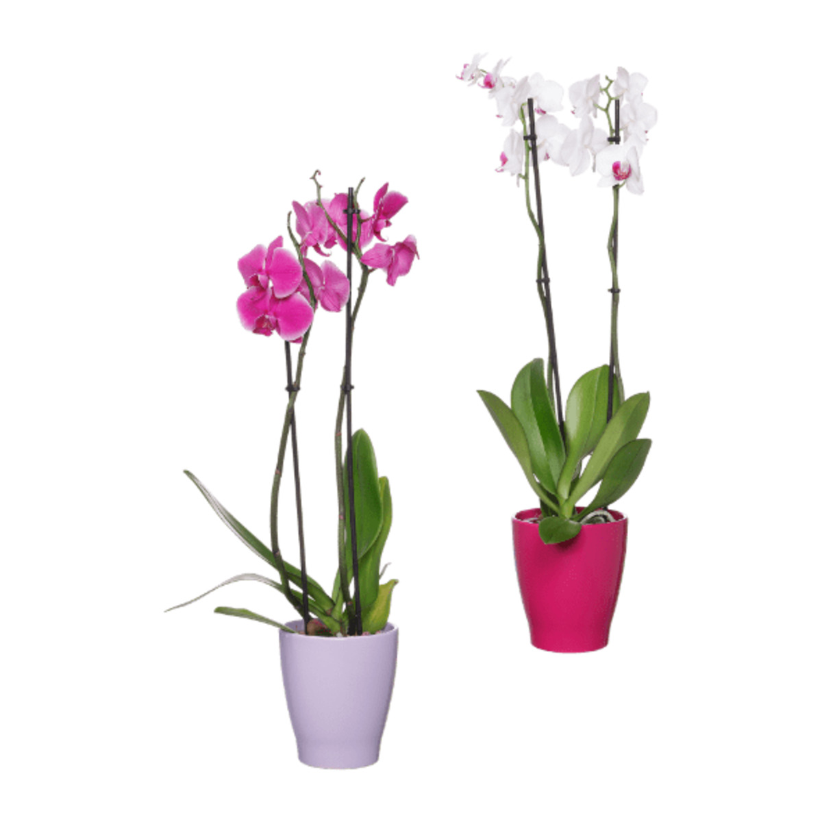 Bild 1 von GARDENLINE Phalaenopsis