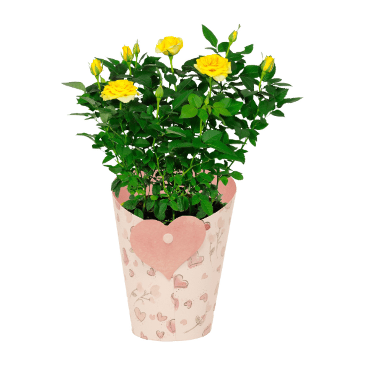 Bild 2 von GARDENLINE Rosen in Dekobecher