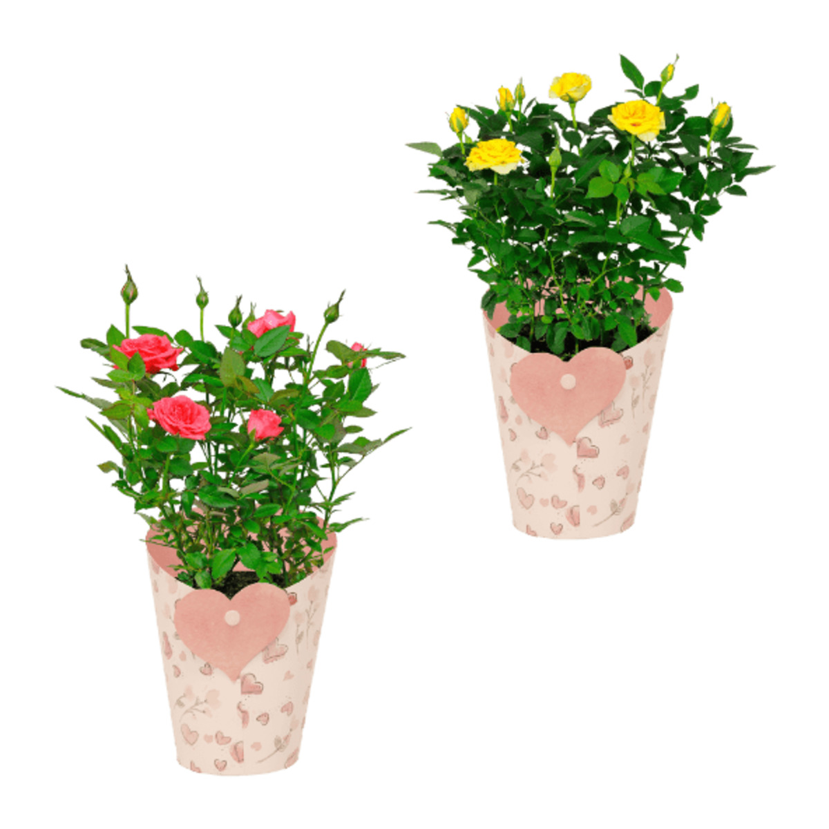 Bild 1 von GARDENLINE Rosen in Dekobecher