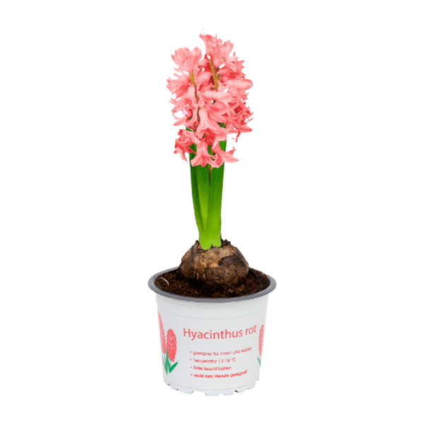 Bild 3 von GARDENLINE Hyazinthen / Narzissen