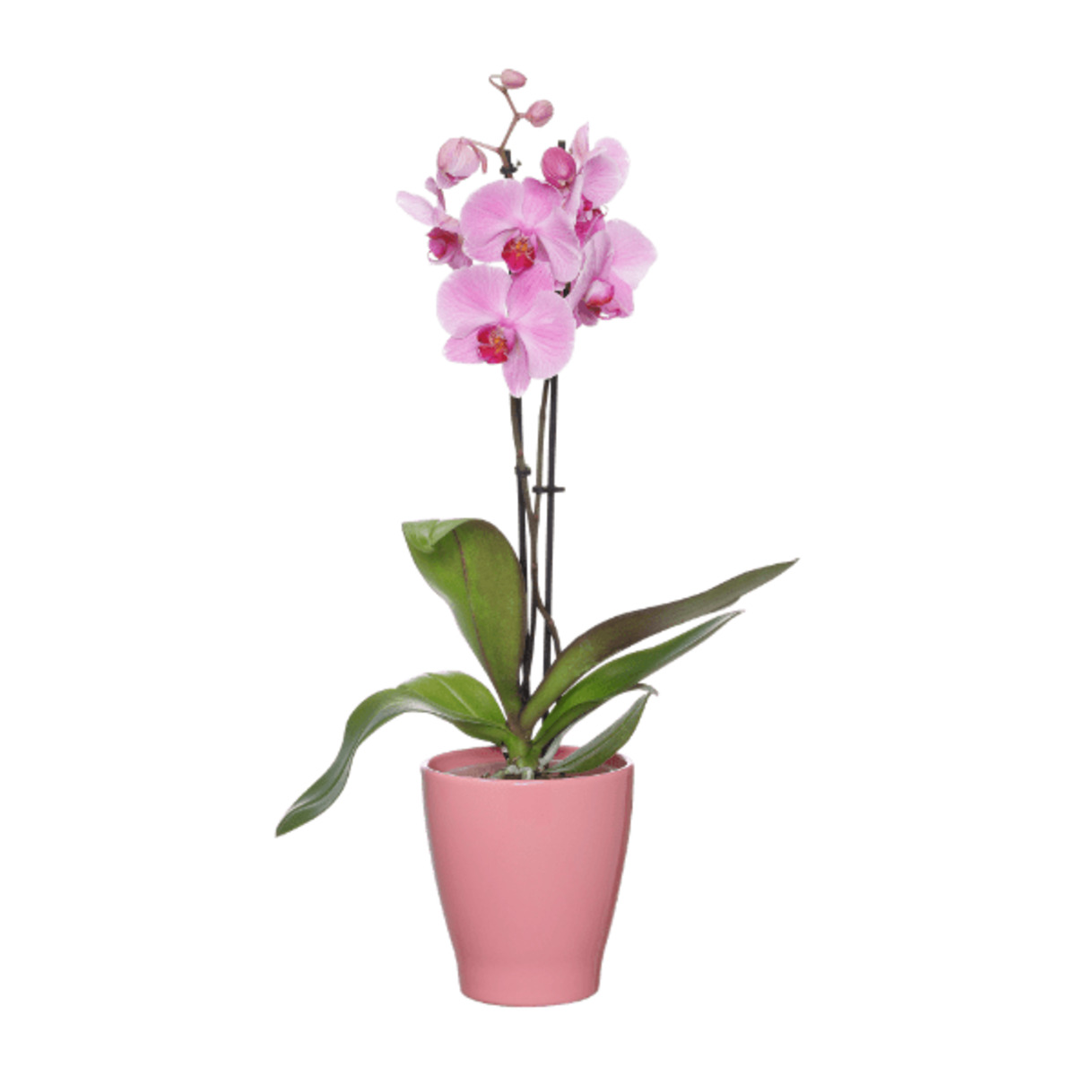 Bild 3 von GARDENLINE Phalaenopsis