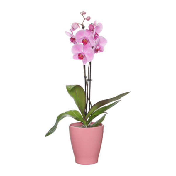 Bild 3 von GARDENLINE Phalaenopsis