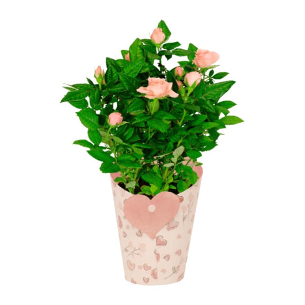 Bild 3 von GARDENLINE Rosen in Dekobecher