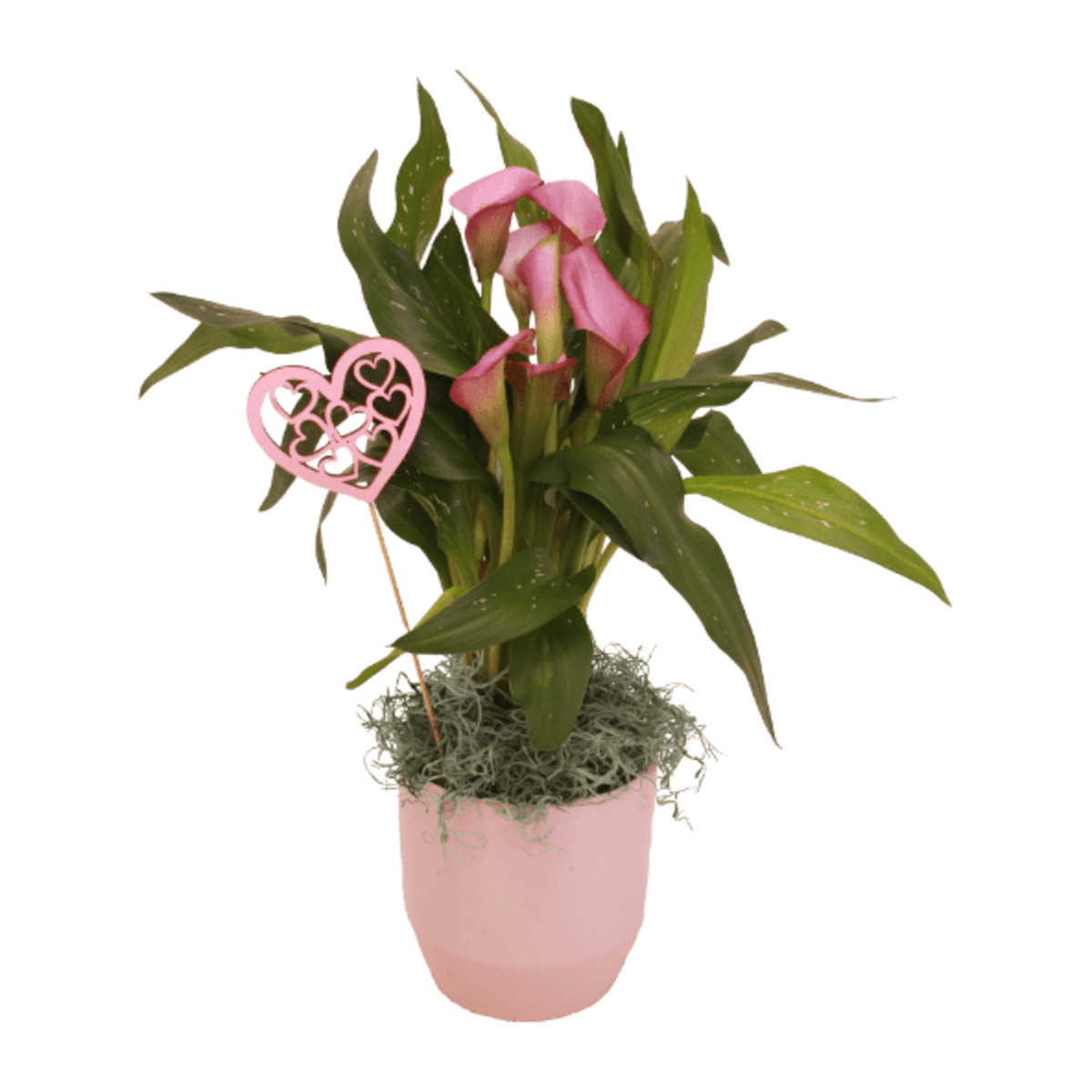 Bild 1 von GARDENLINE Calla