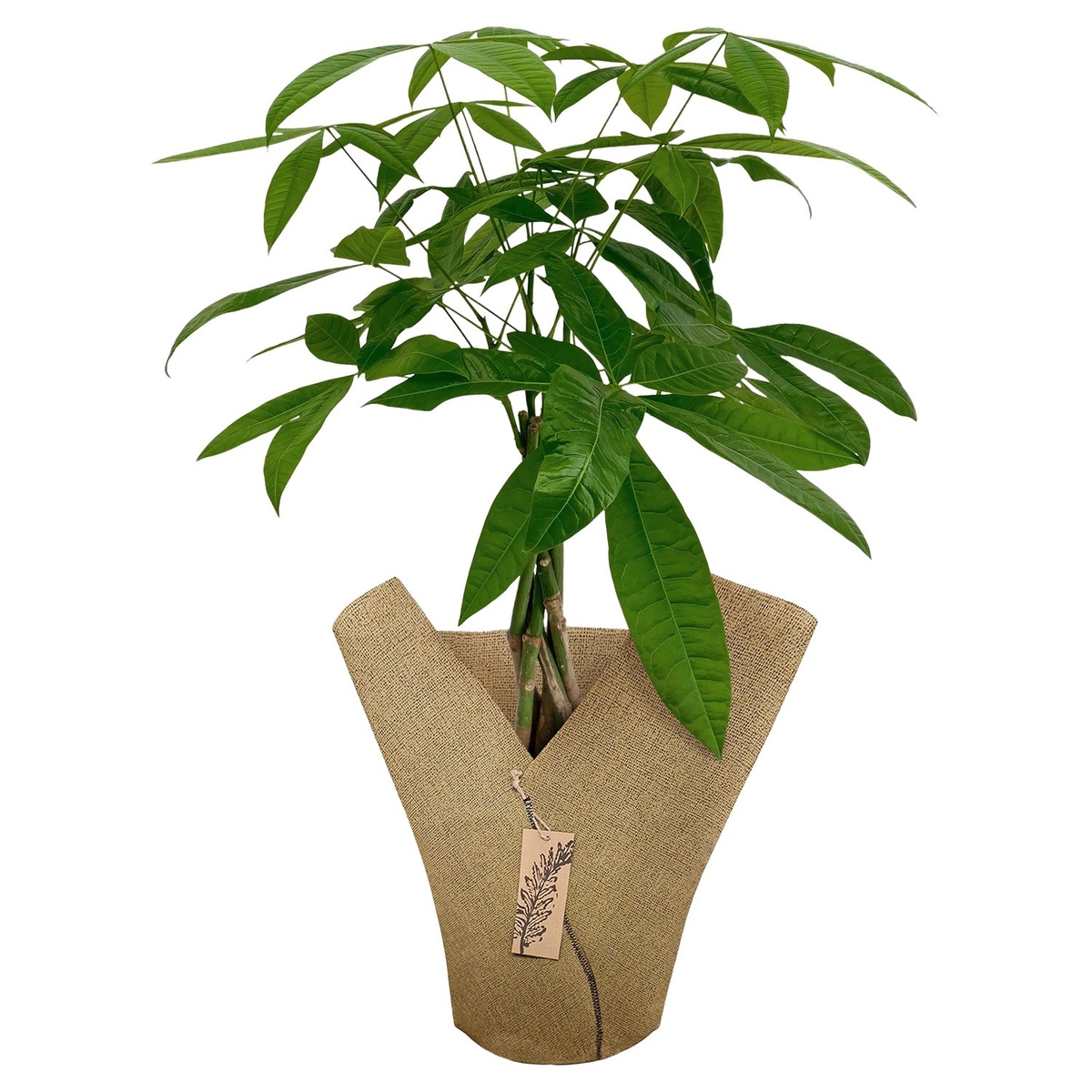 Bild 4 von GARDENLINE Grünpflanze im Jutemantel