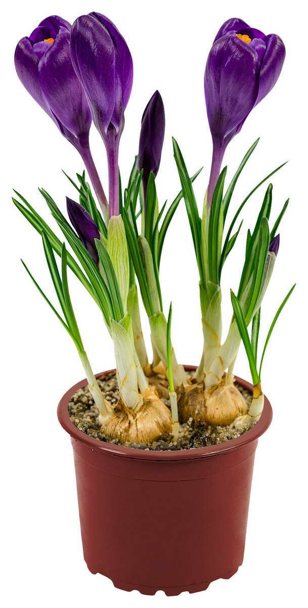 Bild 1 von Frühlingsblüher