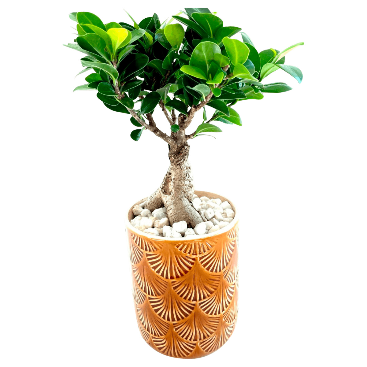Bonsai Ginseng von Nahkauf ansehen!