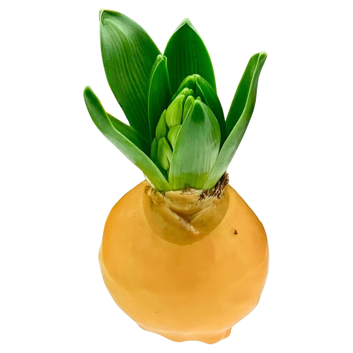 Bild 4 von GARDENLINE Wachshyazinthenzwiebel