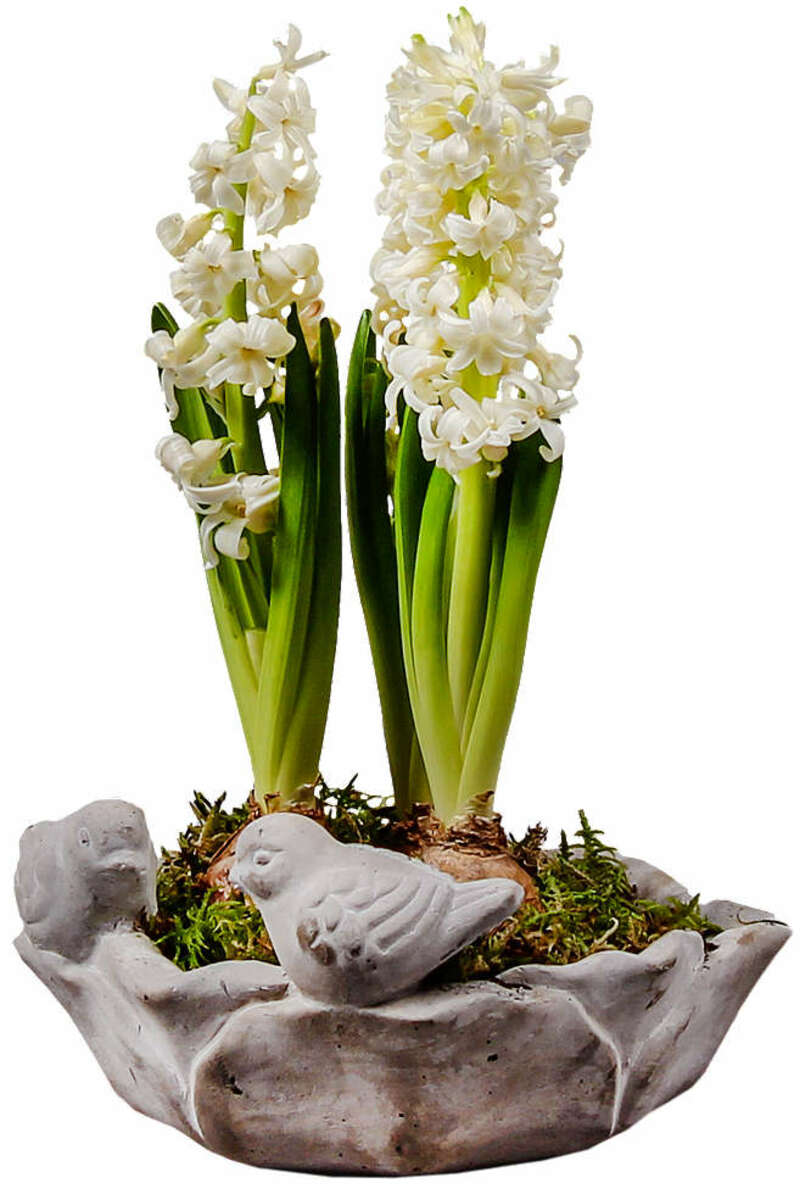 Bild 1 von Frühlingsblüher