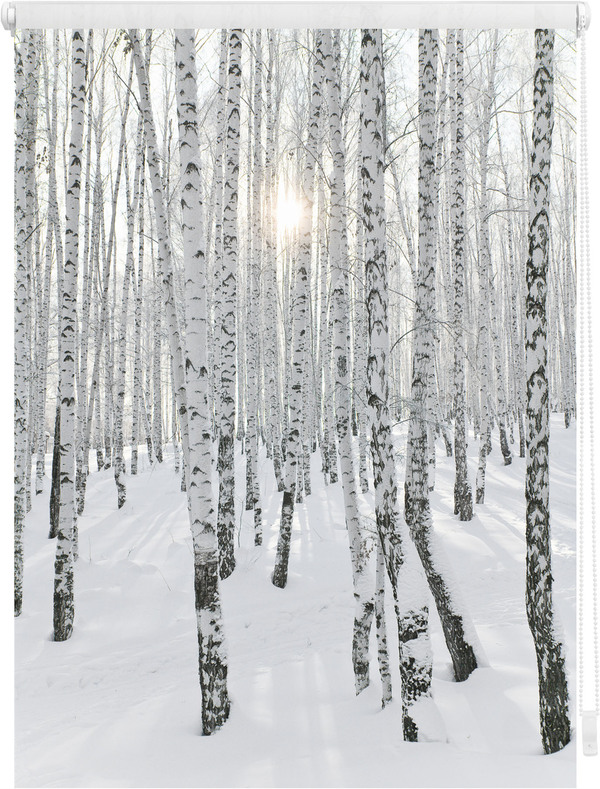 Bild 1 von LICHTBLICK ORIGINAL Seitenzugrollo »Klemmfix Motiv Birkenwald«, Lichtschutz, ohne Bohren, freihängend, bedruckt