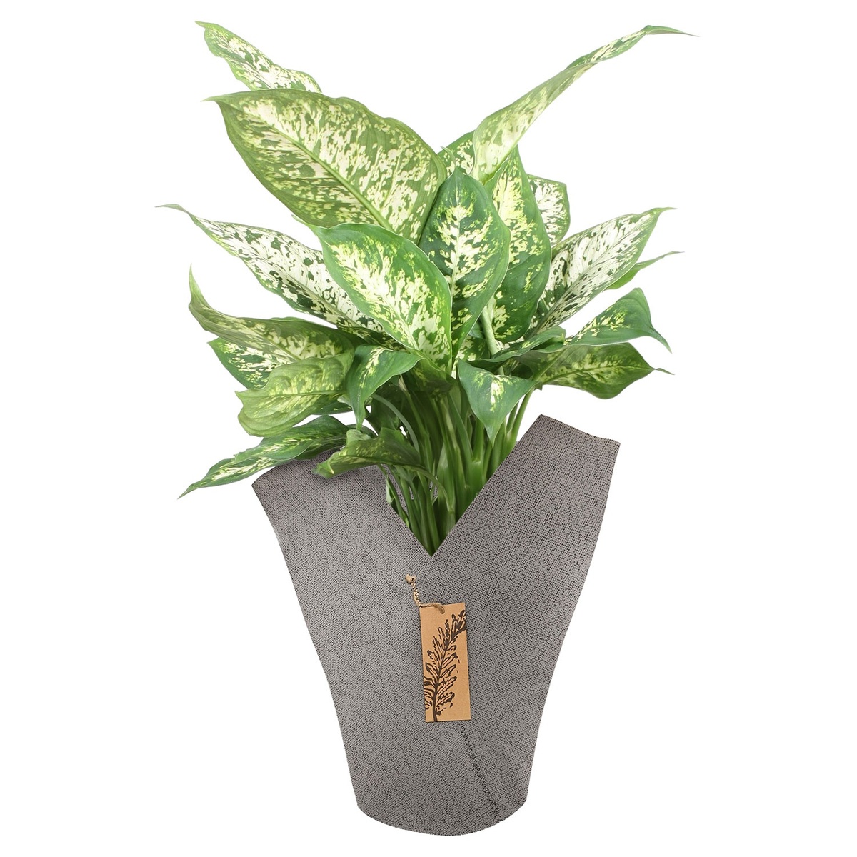 Bild 2 von GARDENLINE Grünpflanze im Jutemantel