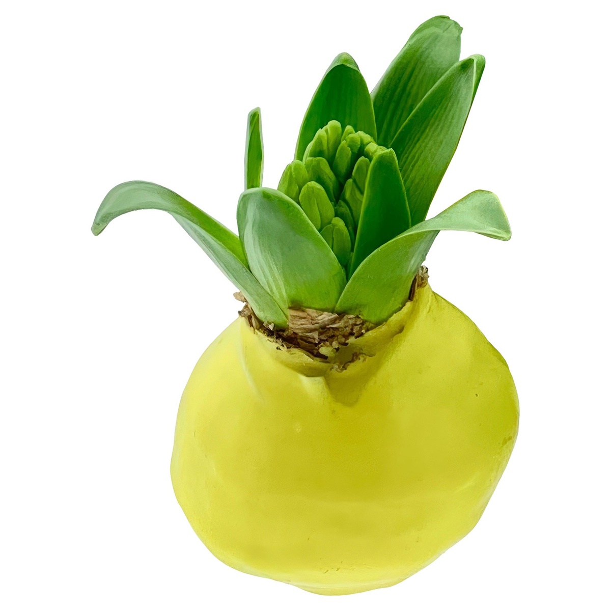 Bild 1 von GARDENLINE Wachshyazinthenzwiebel