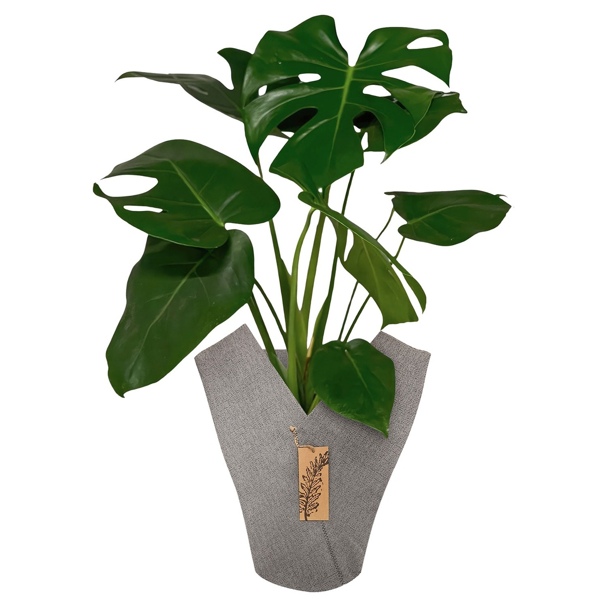 Bild 1 von GARDENLINE Grünpflanze im Jutemantel