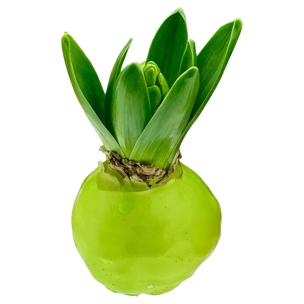 Bild 3 von GARDENLINE Wachshyazinthenzwiebel