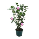 Bild 2 von GARDENLINE Kamelie