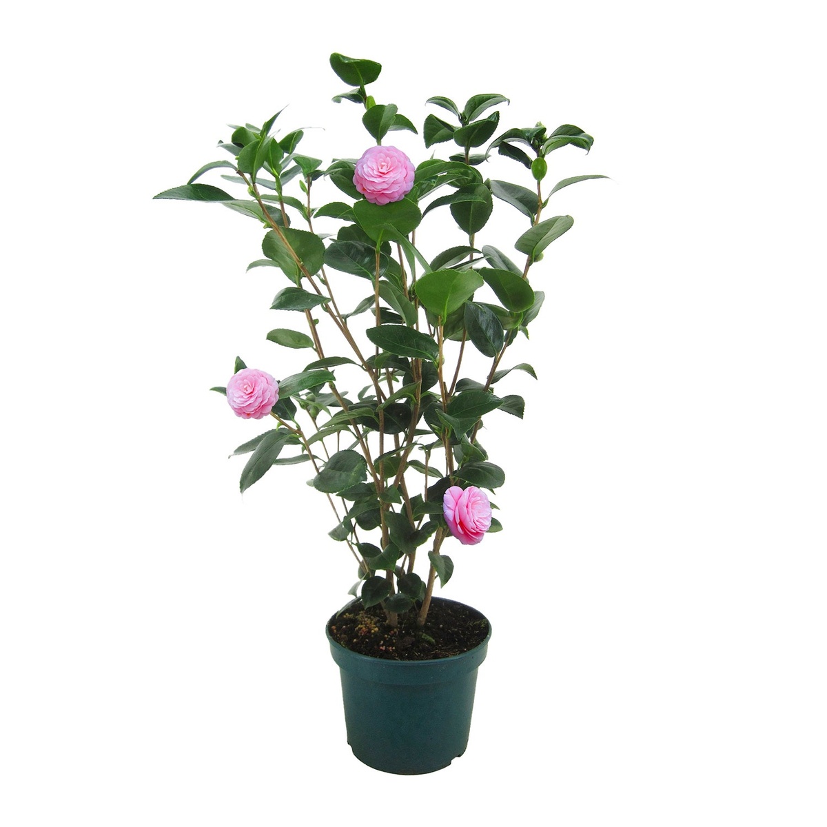 Bild 2 von GARDENLINE Kamelie