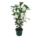 Bild 3 von GARDENLINE Kamelie