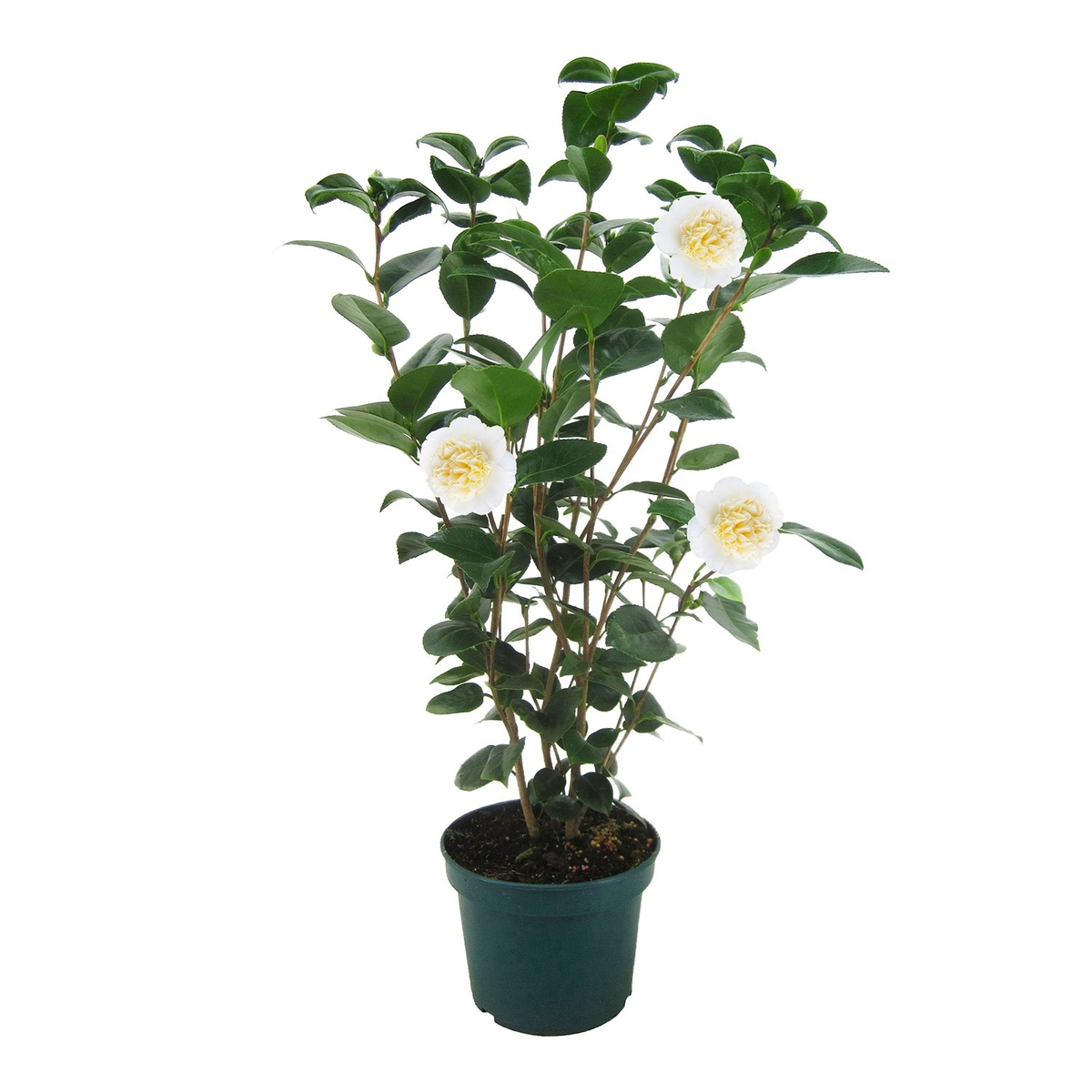 Bild 3 von GARDENLINE Kamelie