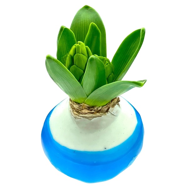 Bild 2 von GARDENLINE Wachshyazinthenzwiebel