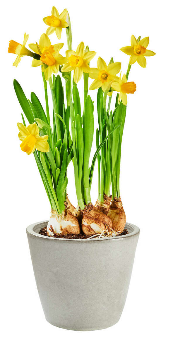 Bild 1 von Frühlingsblüher