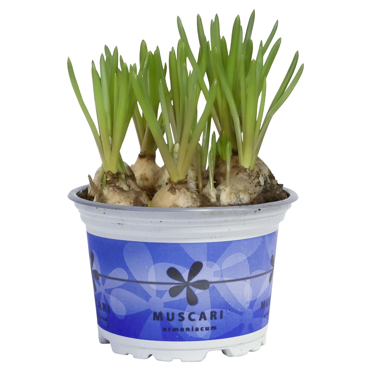 Bild 4 von GARDENLINE Blumenzwiebeln