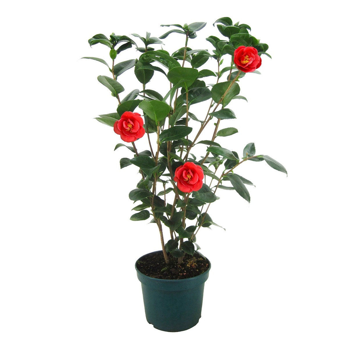 Bild 1 von GARDENLINE Kamelie