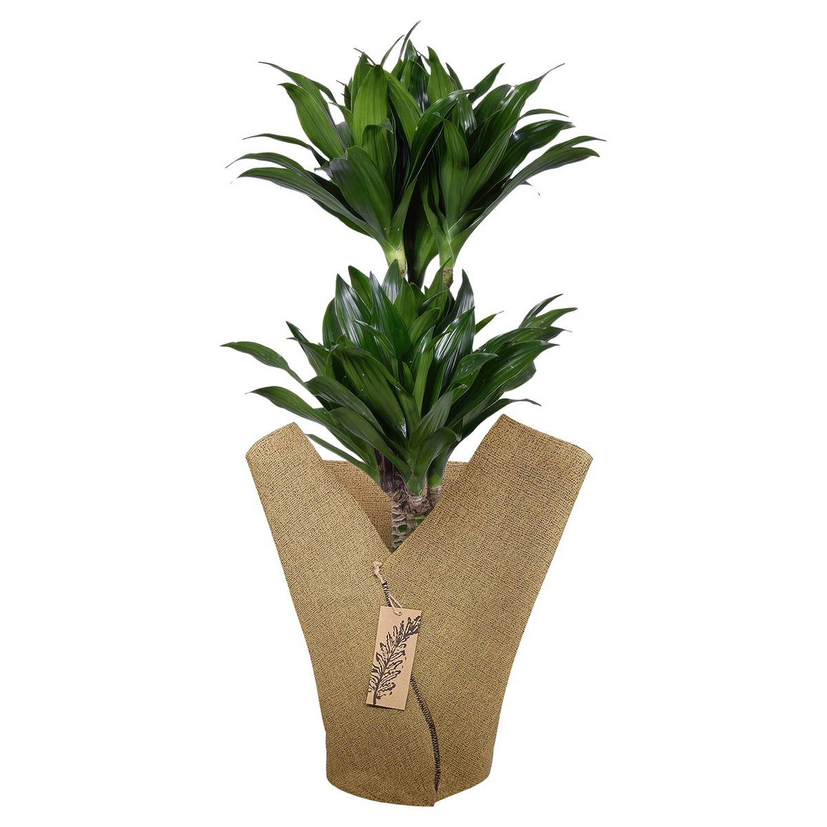 Bild 3 von GARDENLINE Grünpflanze im Jutemantel