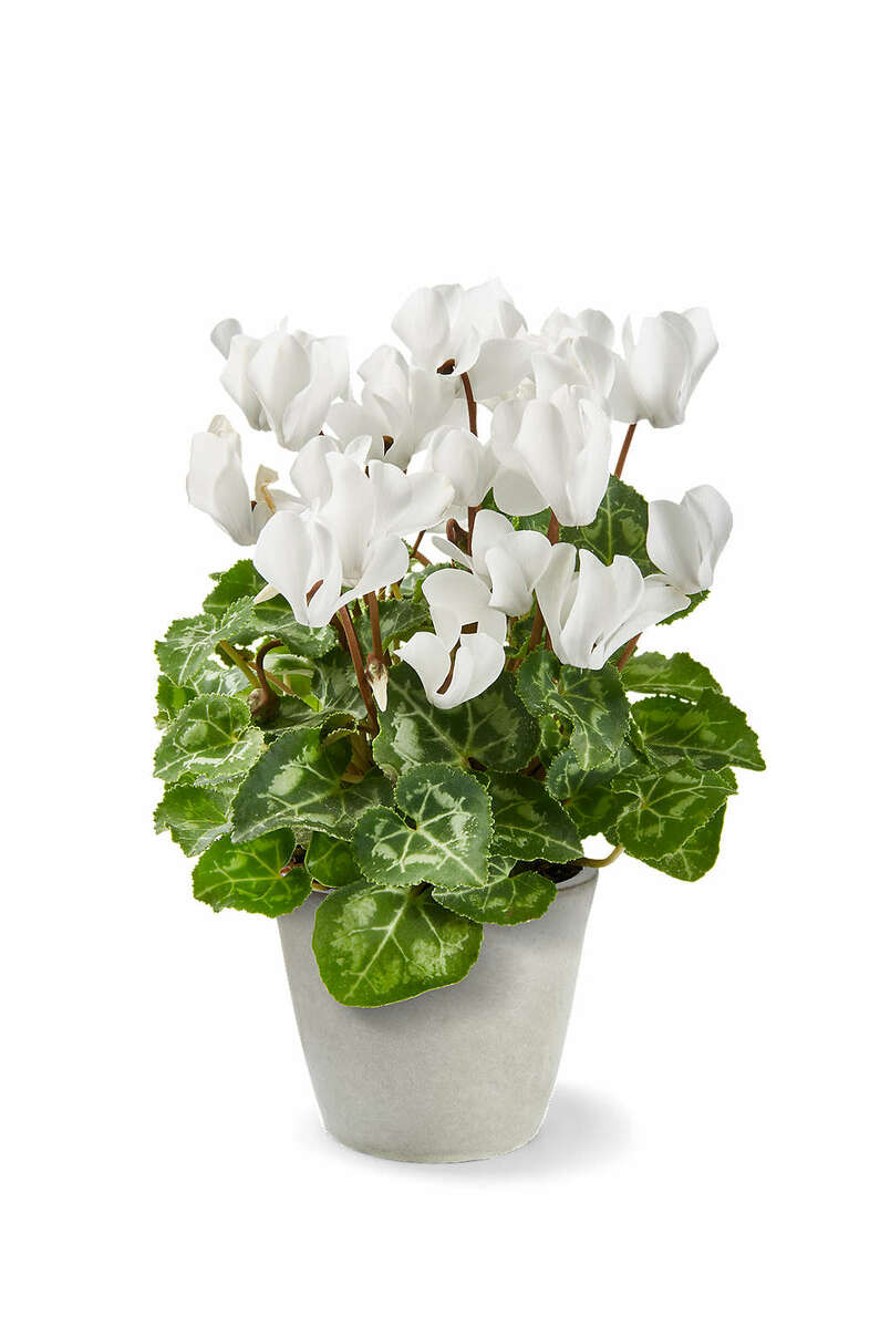 Bild 1 von Frühlingsblüher