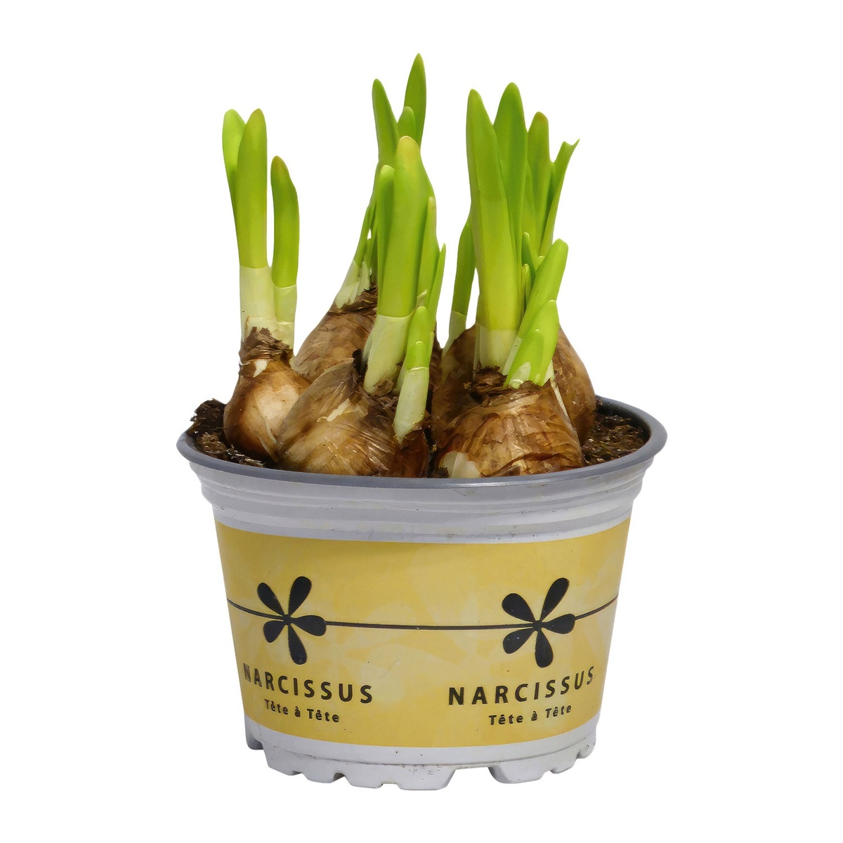 Bild 3 von GARDENLINE Blumenzwiebeln