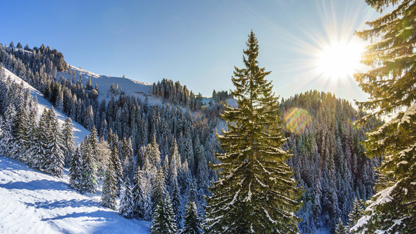 Bild 1 von Bayerischer Wald - Bayerisch Eisenstein - Hotel Das Waldkönig