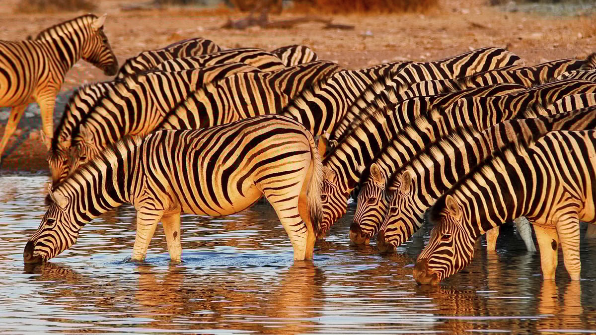 Bild 1 von Südafrika, Botswana & Simbabwe - Rundreise