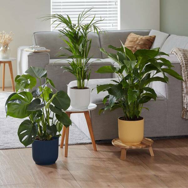 Bild 1 von Zimmerpflanzen-Set "Small Evergreens", 3 Pflanzen